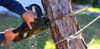 Best Tree Removal  in Heathcote, NJ