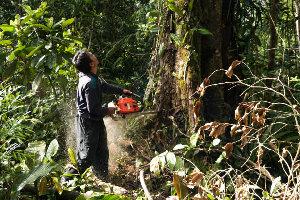 Best Emergency Tree Removal  in Heathcote, NJ