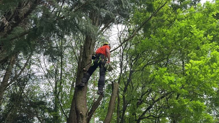 Best Utility Line Clearance  in Heathcote, NJ