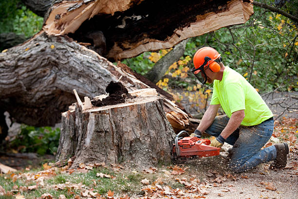 Best Arborist Consultation Services  in Heathcote, NJ