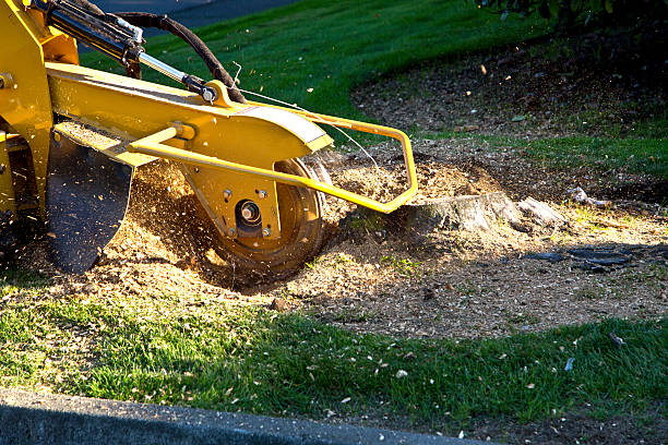 Best Lawn Grading and Leveling  in Heathcote, NJ